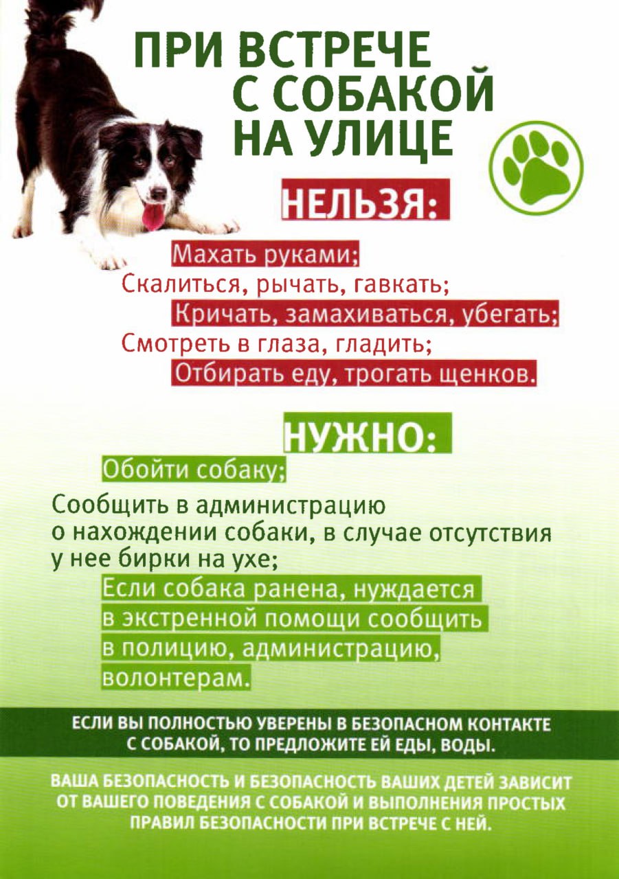 Отлов бездомных животных