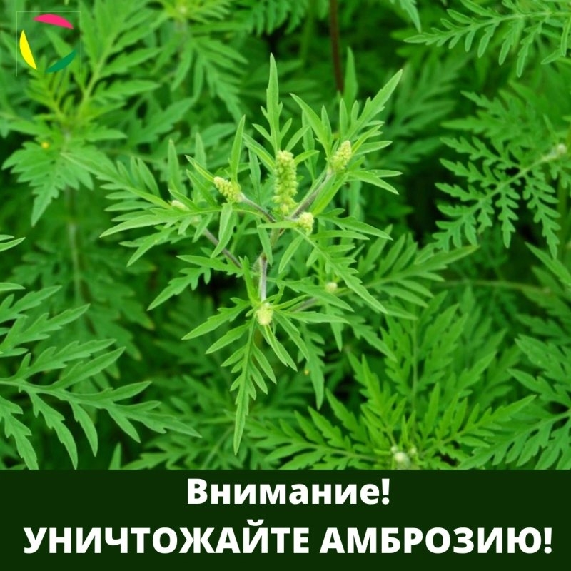 Внимание! Уничтожайте амброзию!