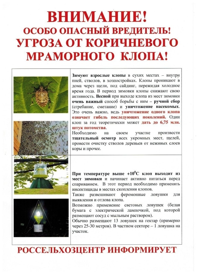 ВНИМАНИЕ! ОСОБО ОПАСНЫЙ ВРЕДИТЕЛЬ! КОРИЧНЕВО-МРАМОРНЫЙ КЛОП