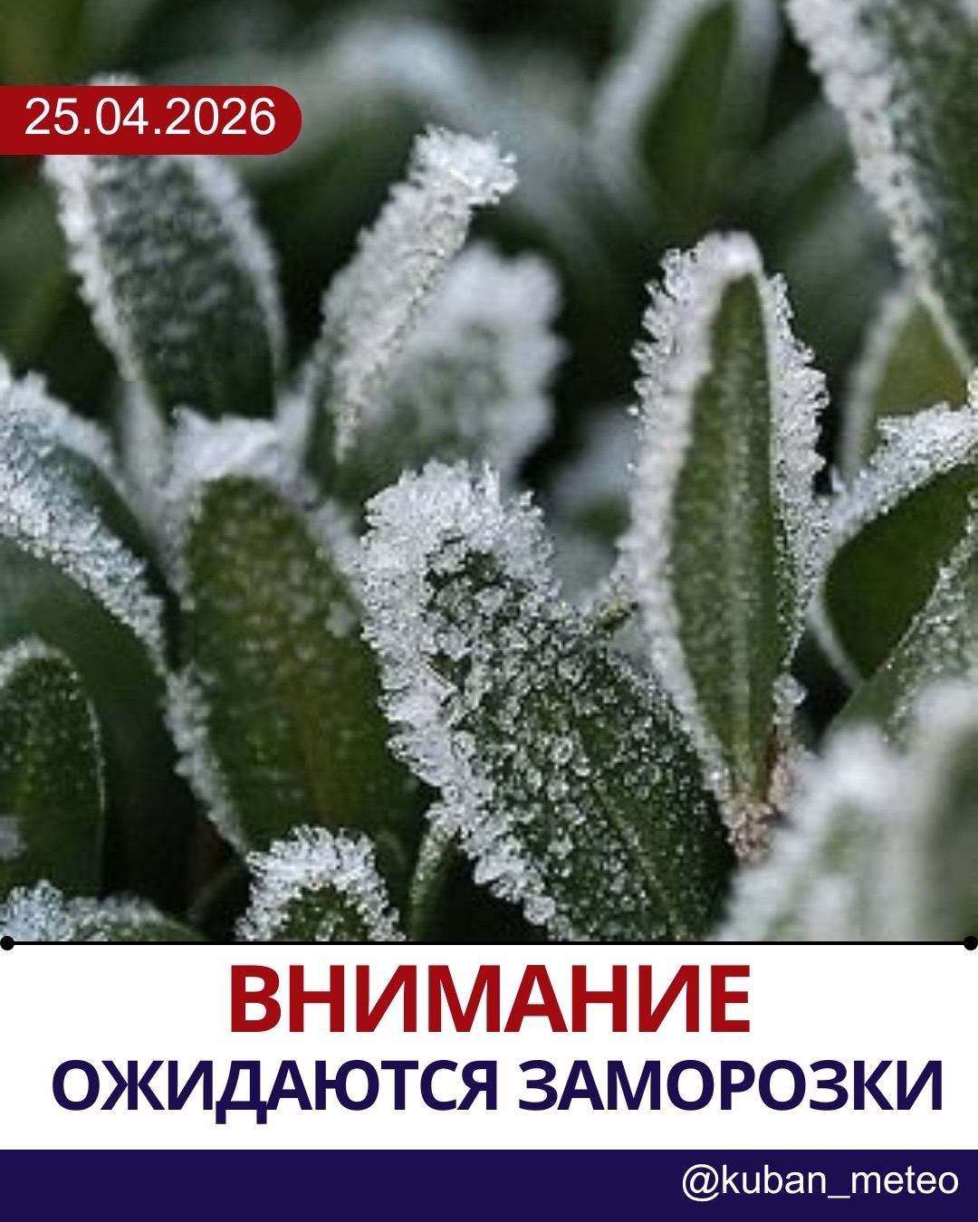 Внимание! Ожидаются заморозки