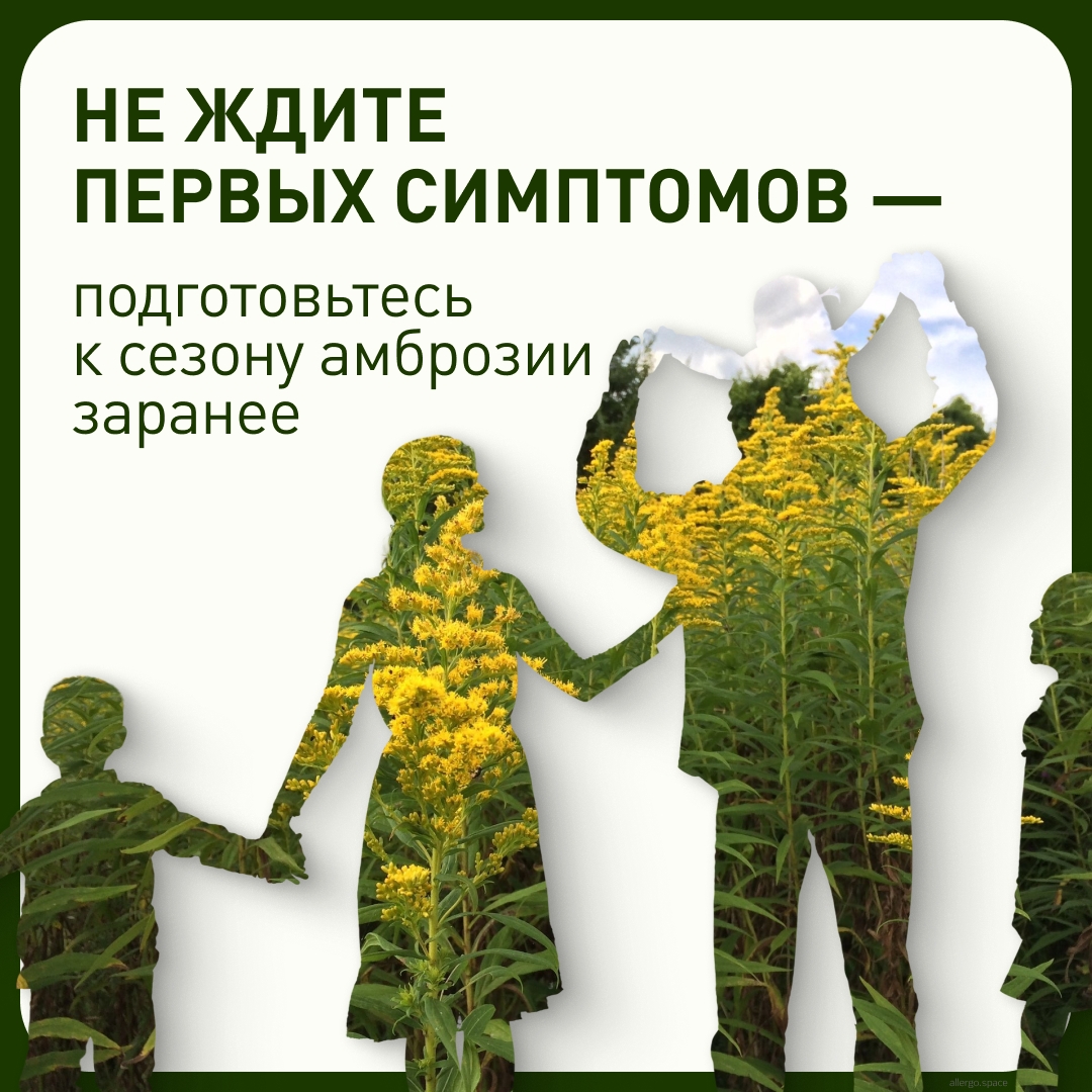 Конец июля и август — период, когда концентрация пыльцы амброзии достигает максимума.