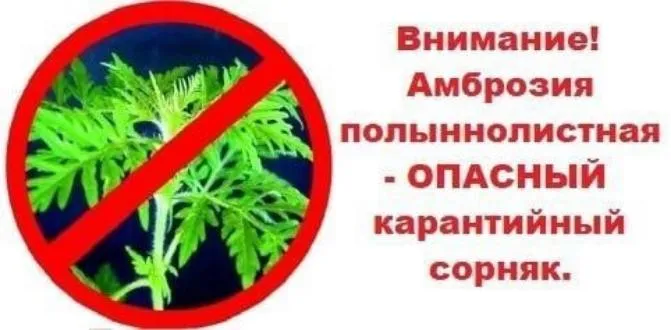 Амброзия! Внимание! Уничтожайте амброзию!