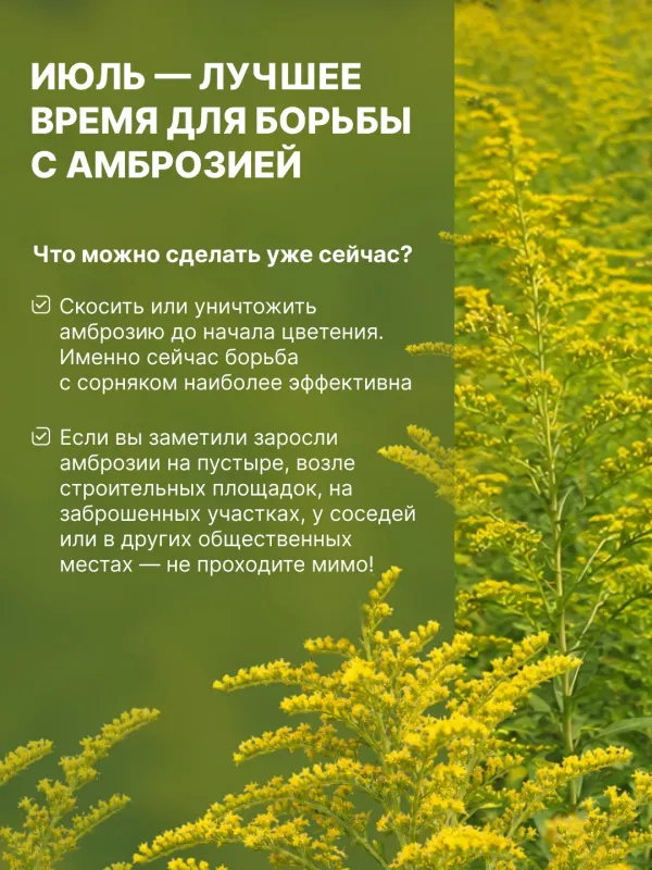 Амброзия — один из самых опасных карантинных сорняков.