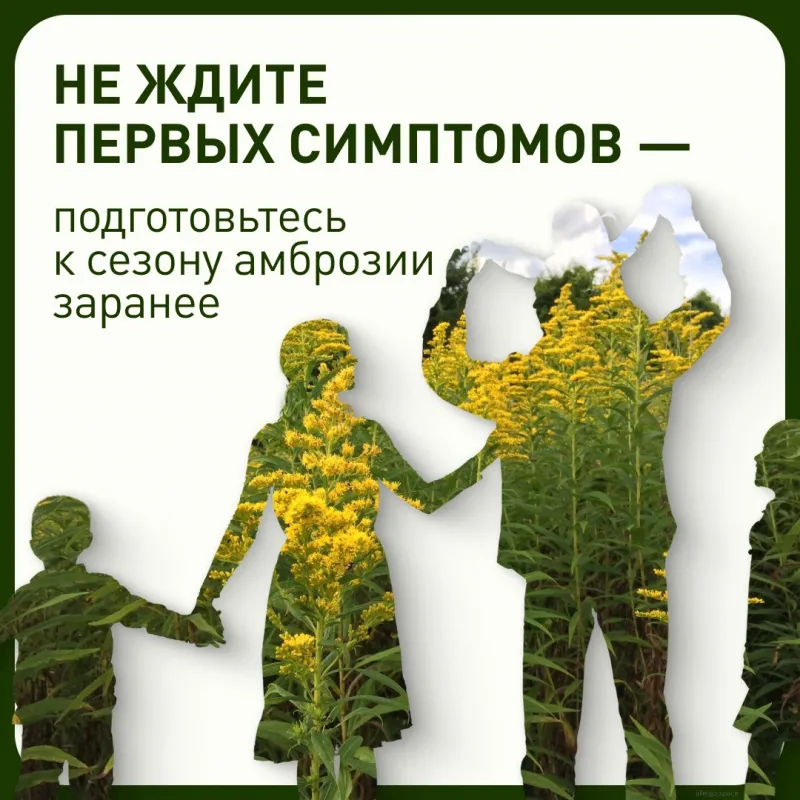 Конец июля и август — период, когда концентрация пыльцы амброзии достигает максимума.
