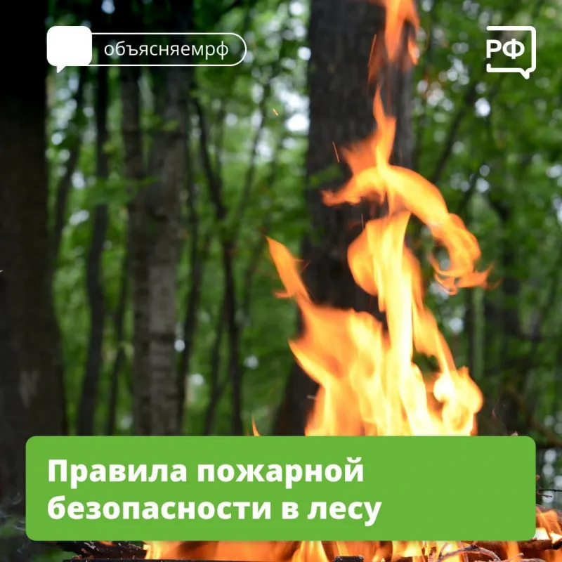 39% лесных пожаров в 2024 году случились по вине человека. В Международный день лесов объясняем, как правильно вести себя на природе