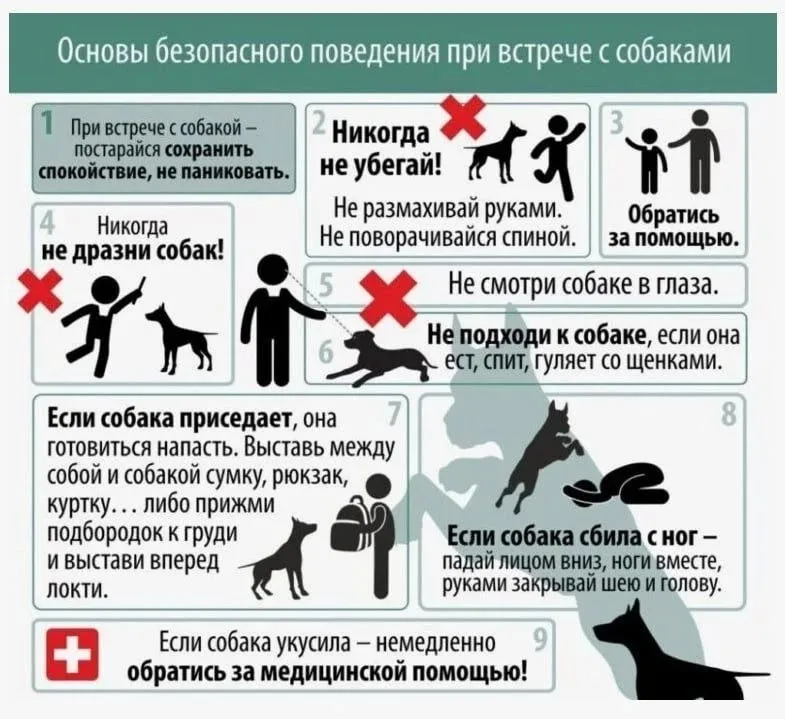 Основы безопасного поведения при встрече с собаками