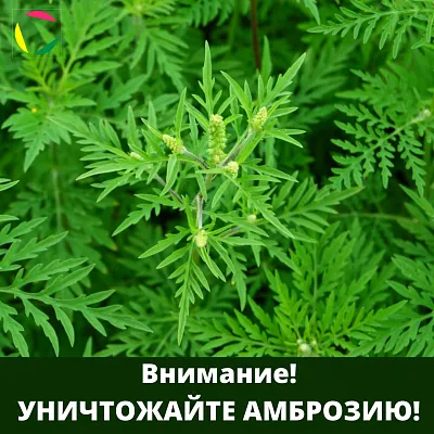 Амброзия! Внимание! Уничтожайте амброзию!