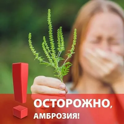 Осторожно амброзия!