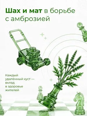 Амброзию легче остановить сегодня, чем бороться с её последствиями завтра