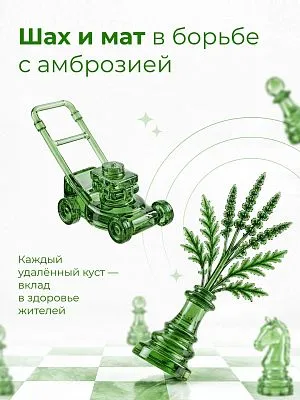 Амброзию легче остановить сегодня, чем бороться с её последствиями завтра
