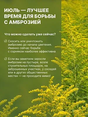 Амброзия — один из самых опасных карантинных сорняков.
