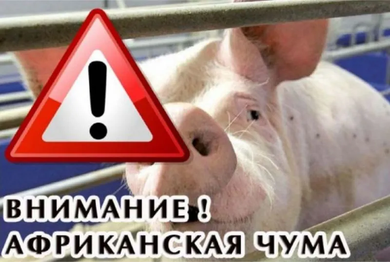 В Ейском районе ввели режим повышенной готовности из-за африканской чумы свиней