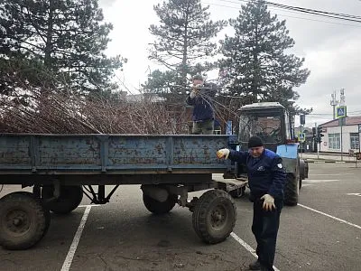 МУП «Коммунальник» провёл санитарную обрезку и уборку в Центральном парке