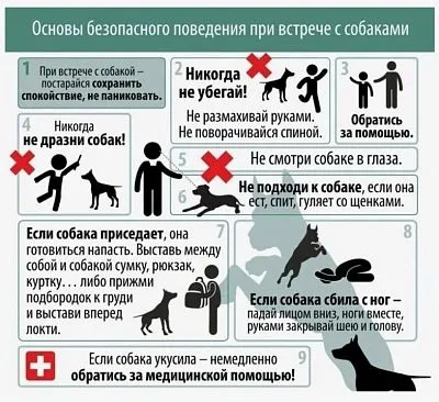 Основы безопасного поведения при встрече с собаками